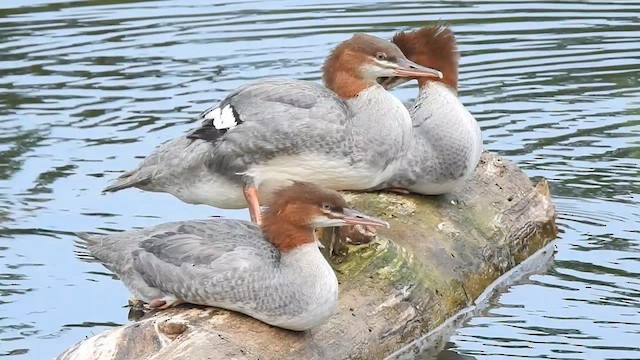 Common Merganser - ML610214373