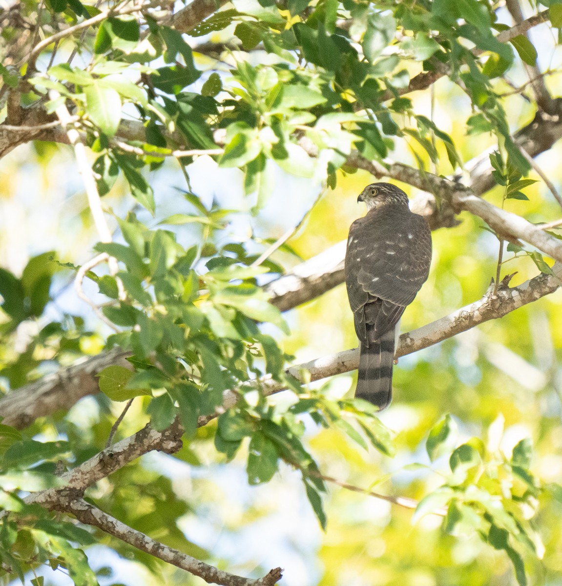 Sharp-shinned Hawk - ML610214374