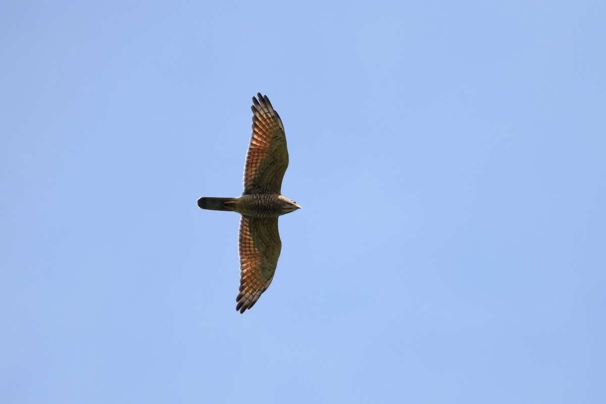 Gray-faced Buzzard - ML610214557