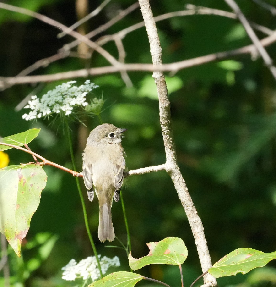 Least Flycatcher - ML610214576