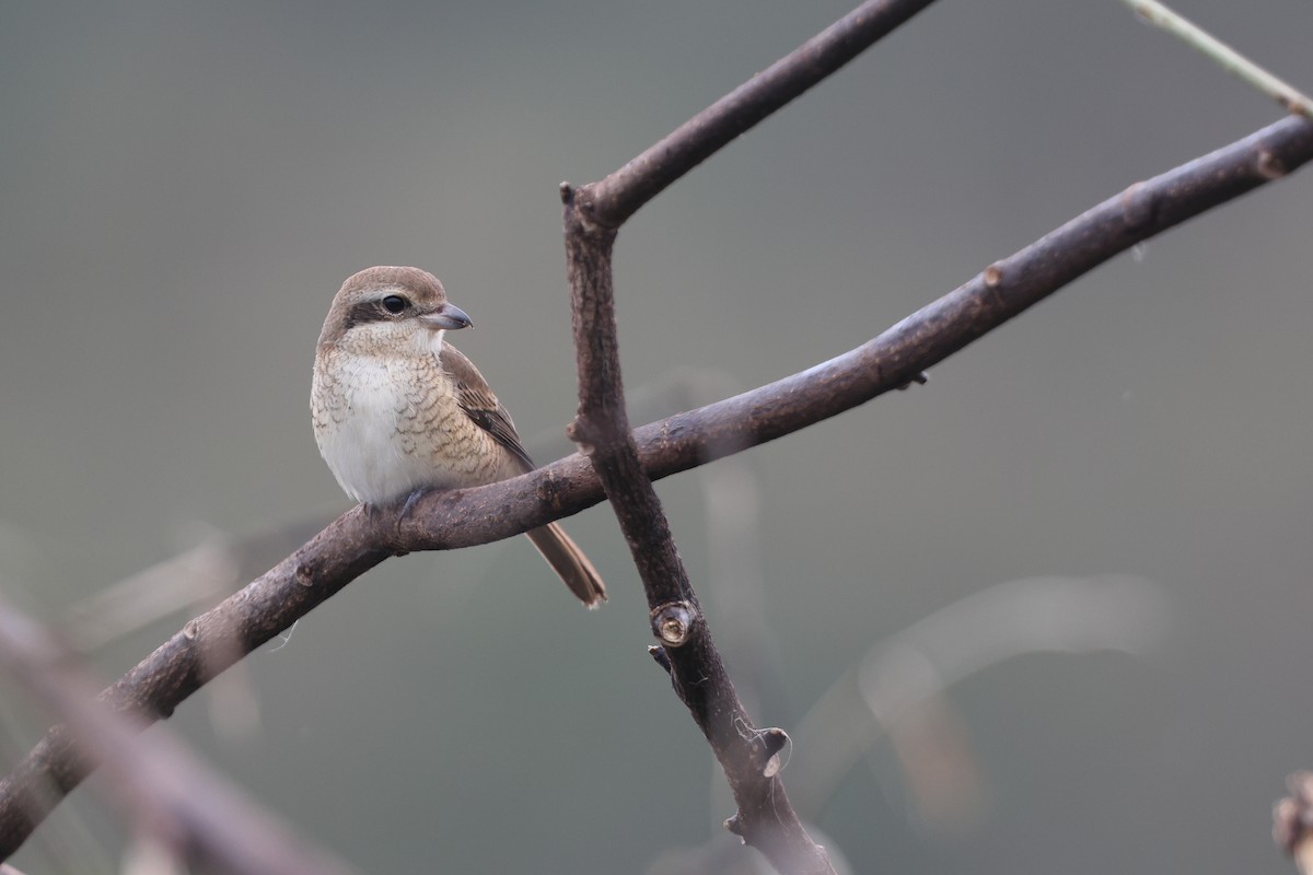 Averla bruna - ML610214631