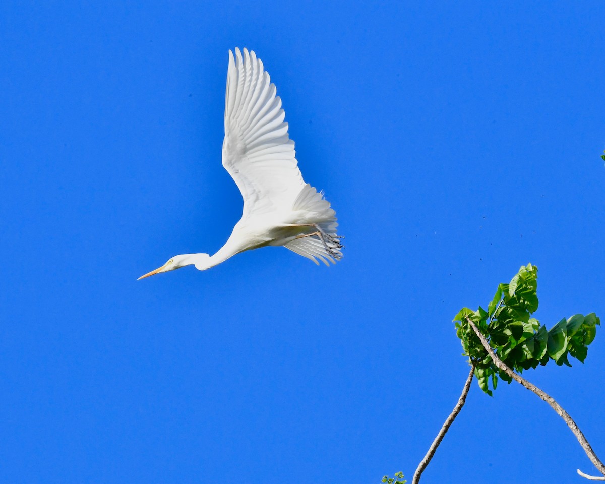 Great Egret - ML610214635