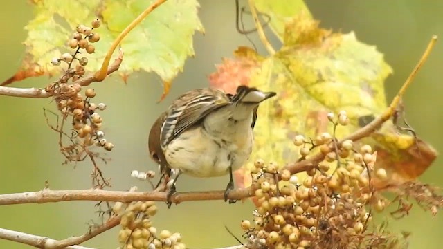 lesňáček žlutoskvrnný (ssp. coronata) - ML610214648