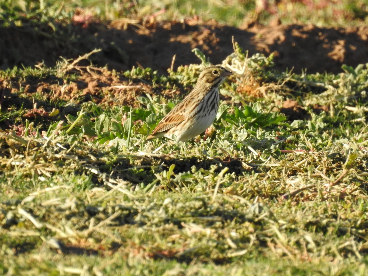 Savannah Sparrow - ML610214656