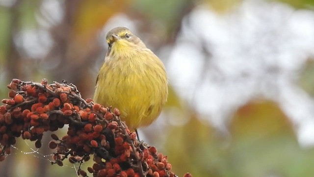 ヤシアメリカムシクイ（hypochrysea） - ML610214719