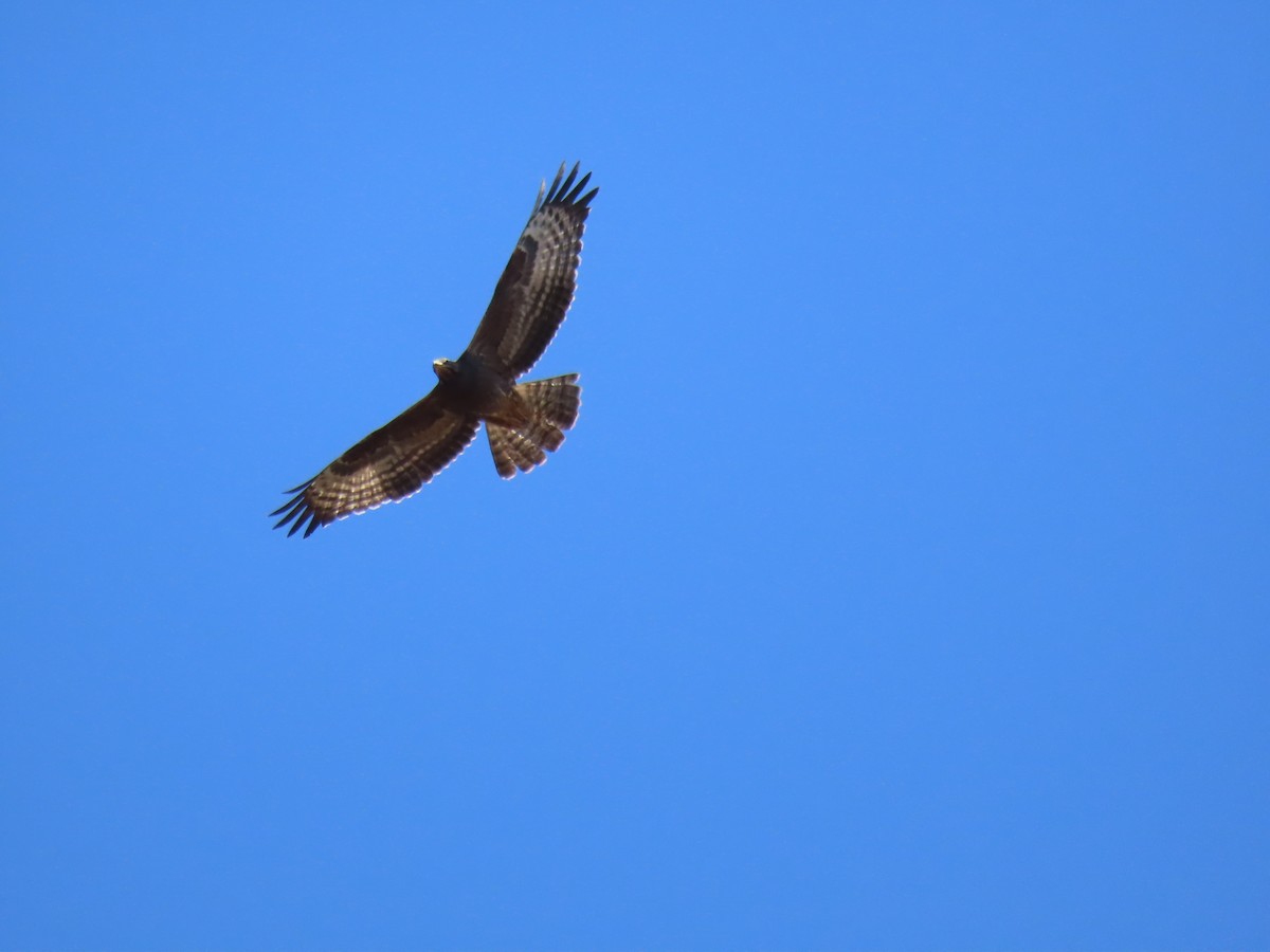 European Honey-buzzard - ML610214736