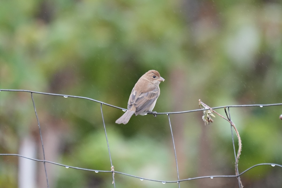 Indigo Bunting - Tom Marsan-Ryan