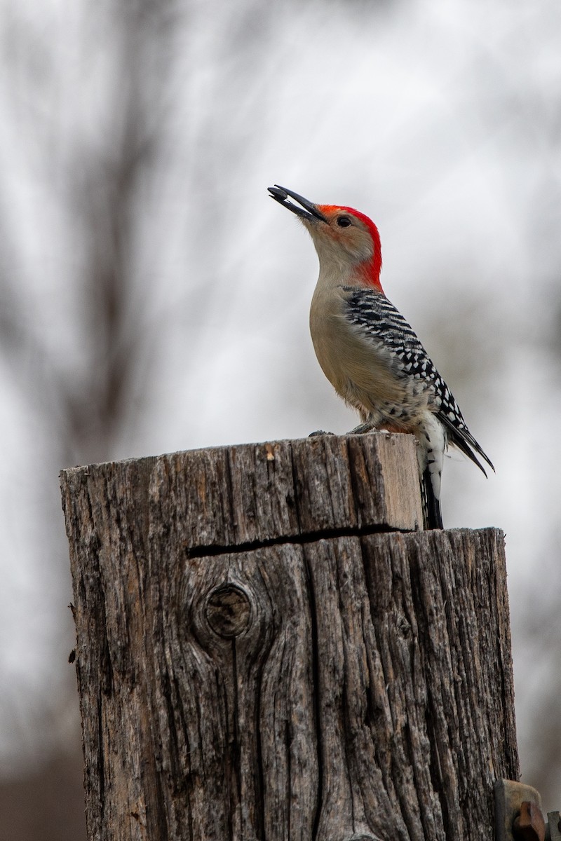 Red-bellied Woodpecker - Kirstyn Eckhardt