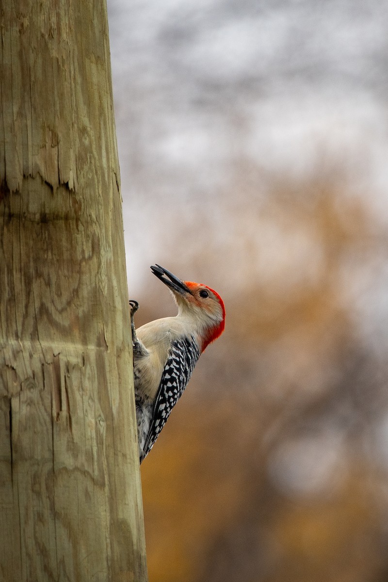 Red-bellied Woodpecker - Kirstyn Eckhardt
