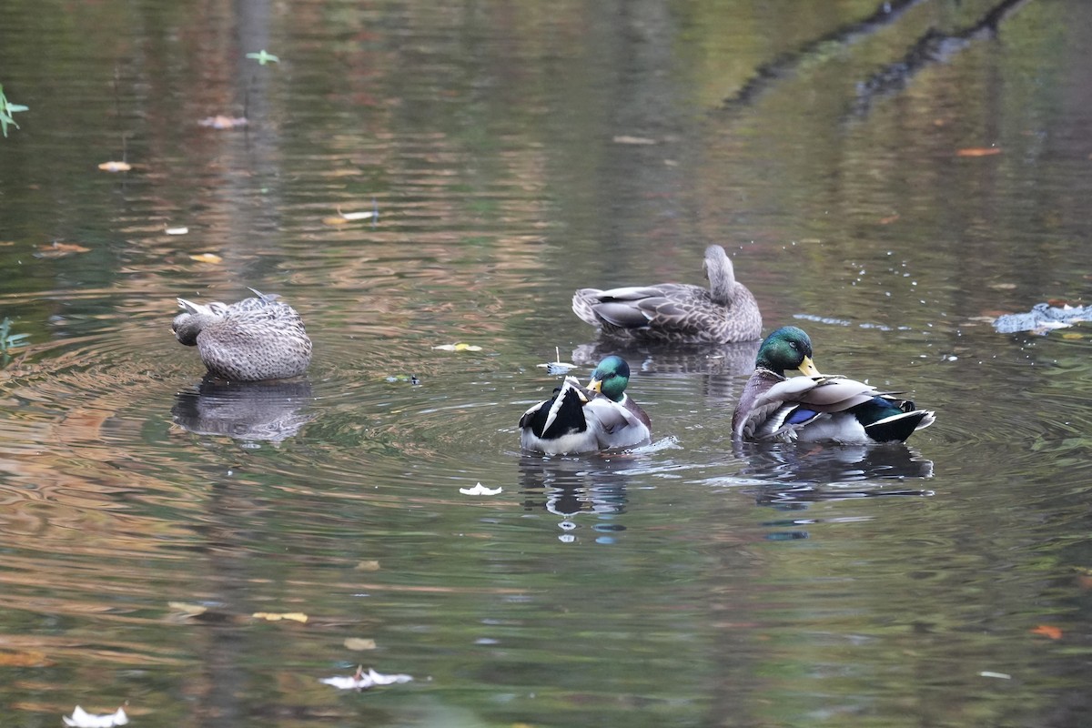 Mallard - Tom Marsan-Ryan