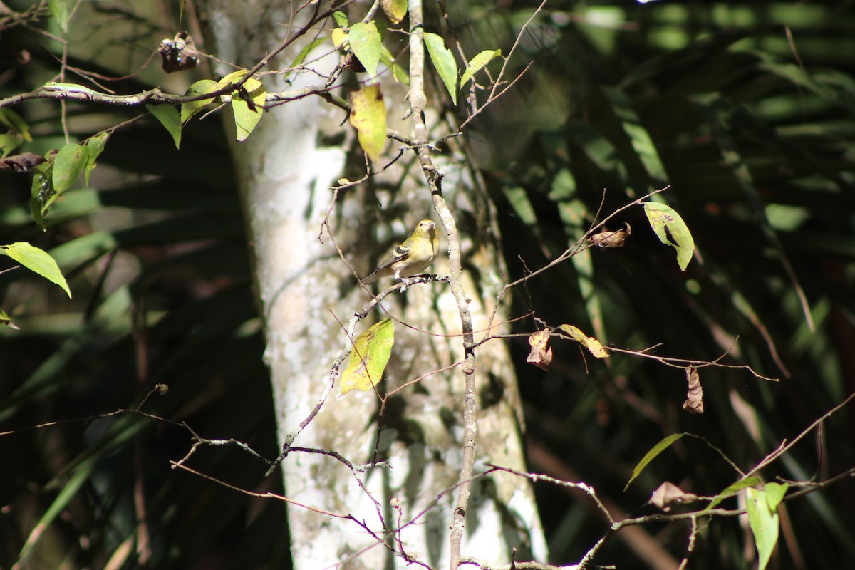 Bay-breasted Warbler - William Howe