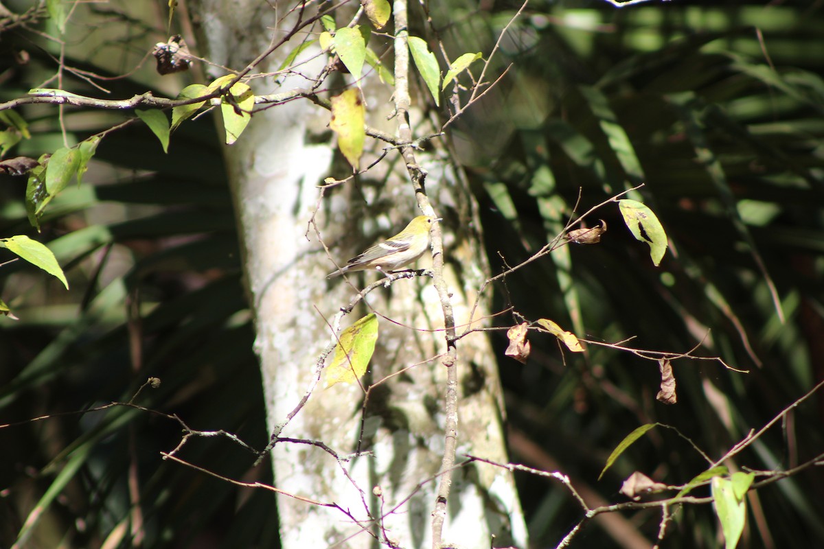 Bay-breasted Warbler - William Howe