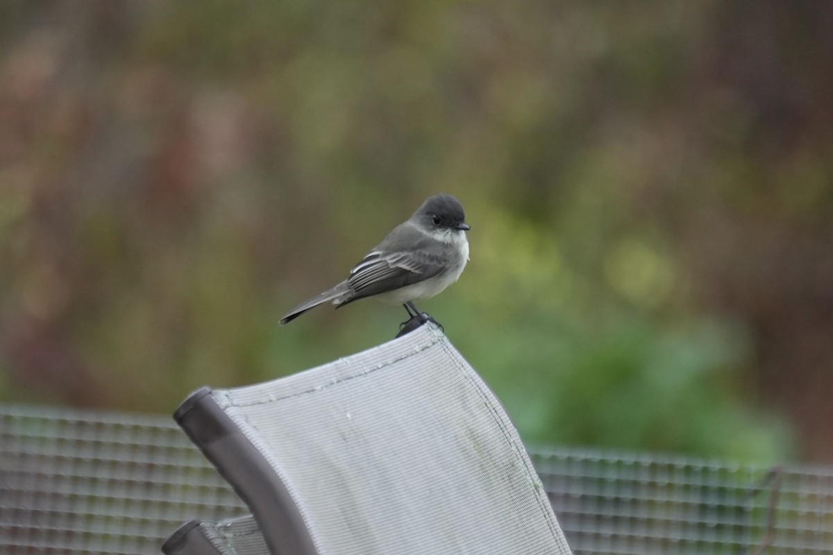 Eastern Phoebe - ML610214847