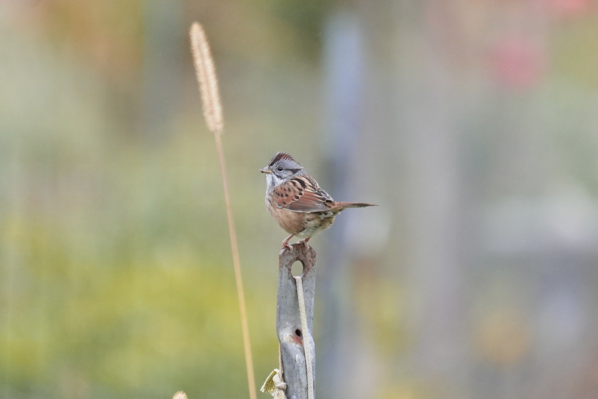 Swamp Sparrow - ML610214872