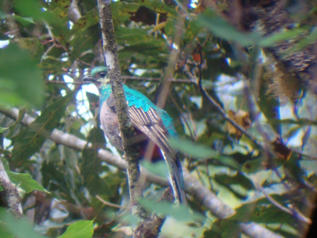 Resplendent Quetzal - Benjamin Rivera Birding Tour Guide