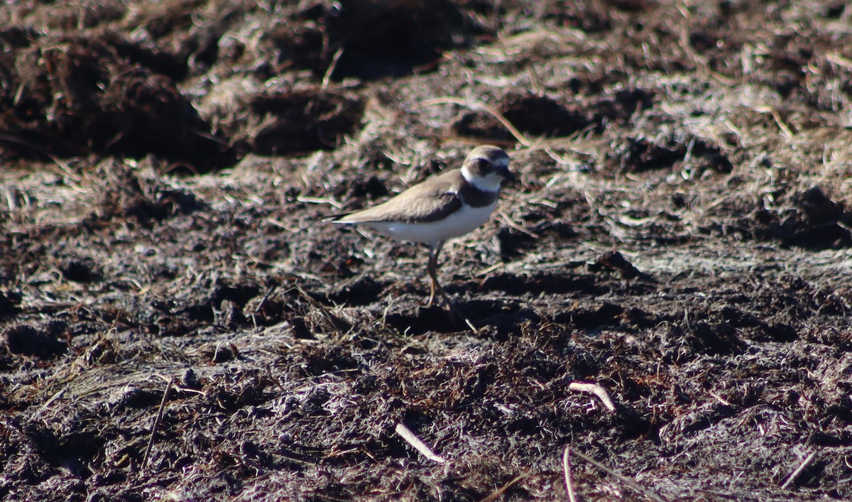 Semipalmated Plover - ML610215154