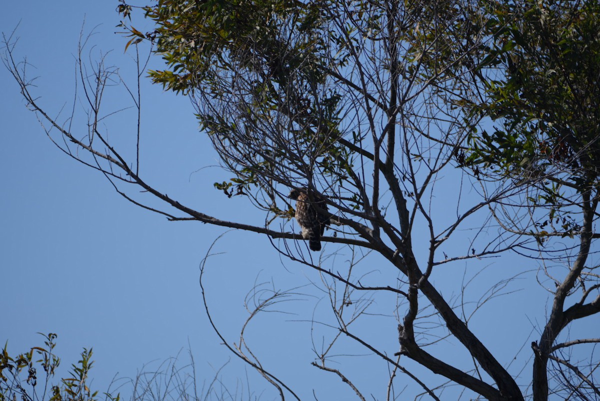 Red-shouldered Hawk - ML610215275