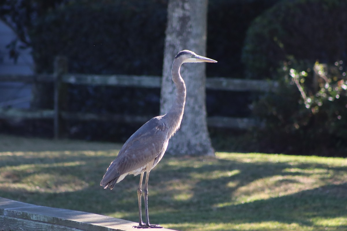 Great Blue Heron - ML610215339