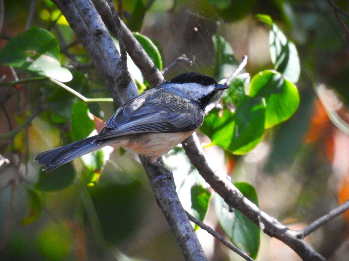 Carolina Chickadee - ML610215348