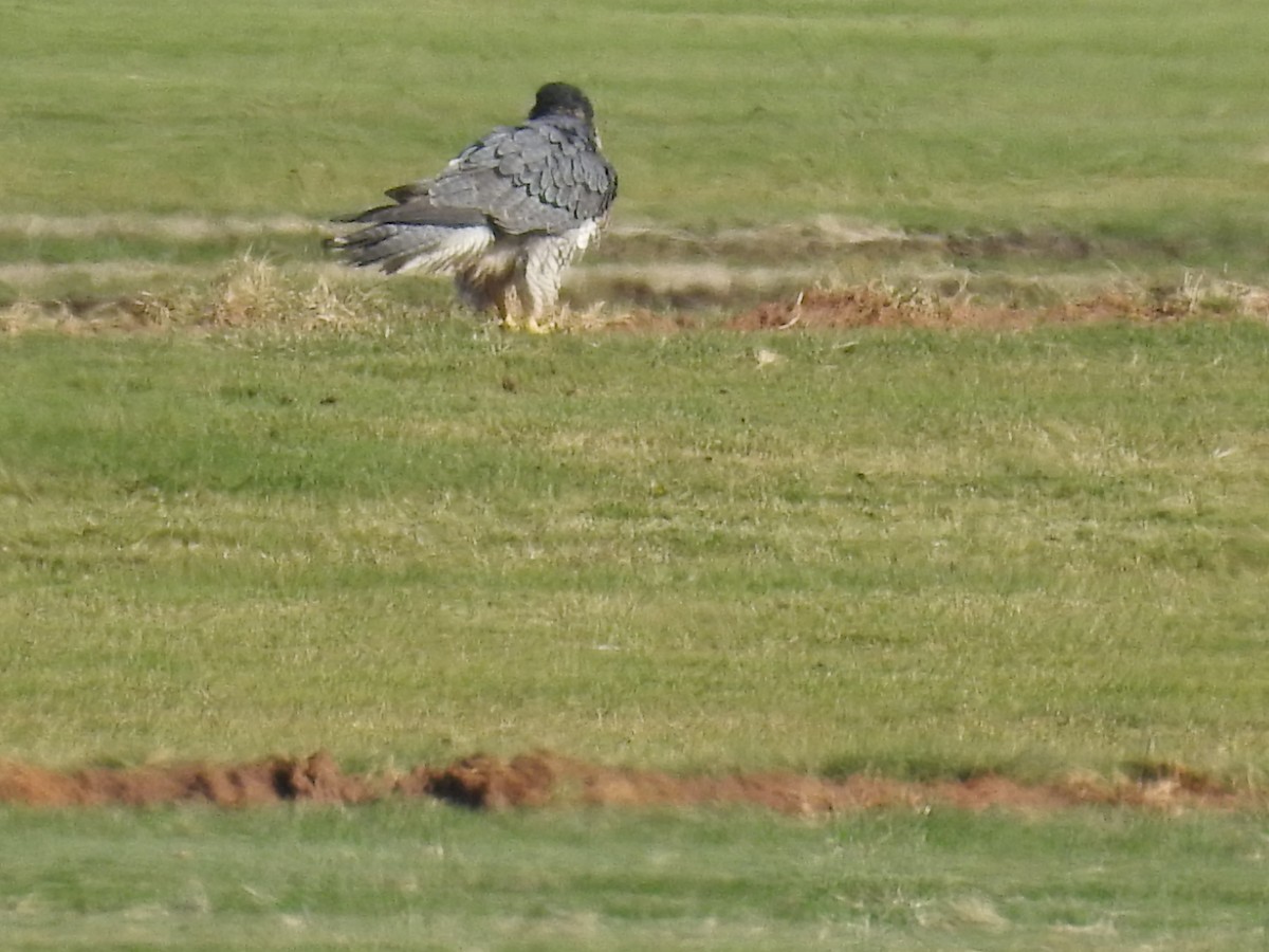 Peregrine Falcon - ML610215368