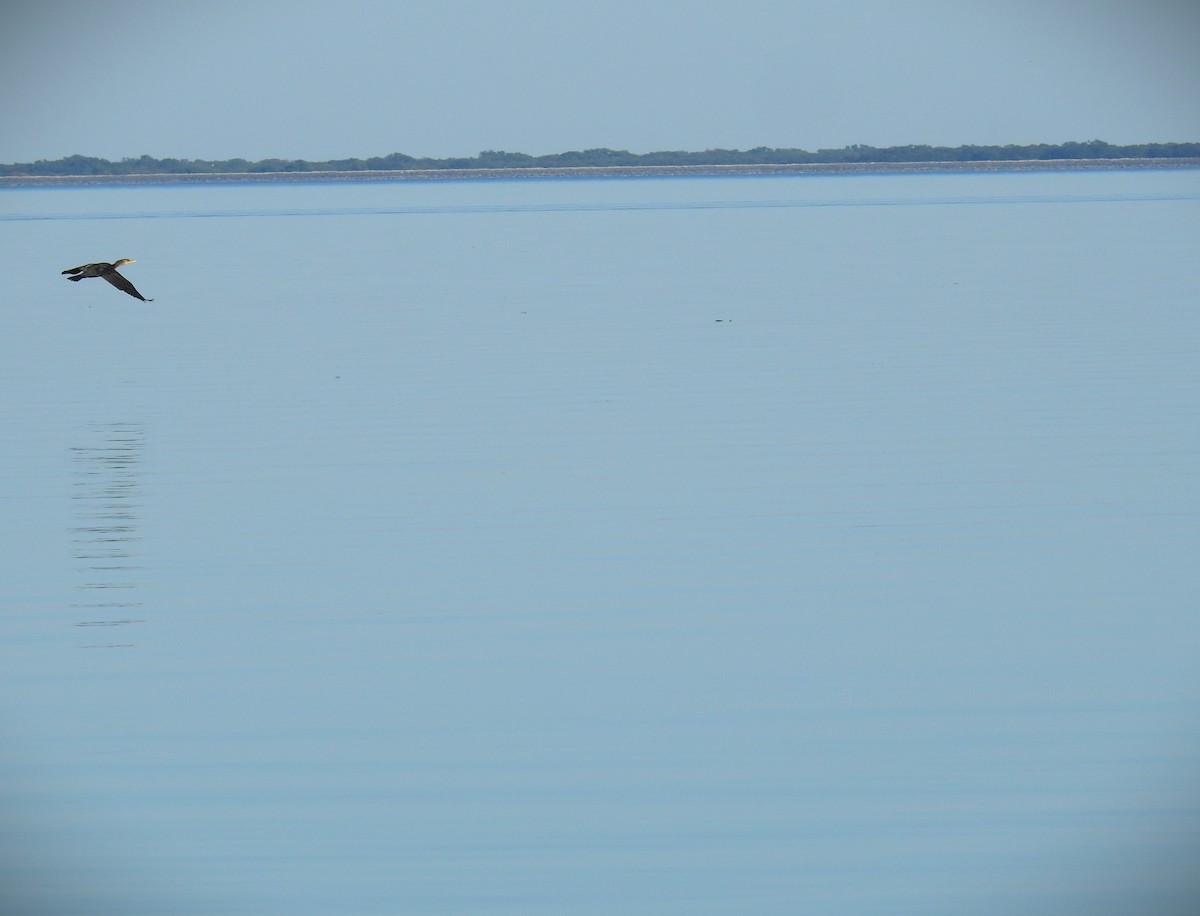 Double-crested Cormorant - ML610215371