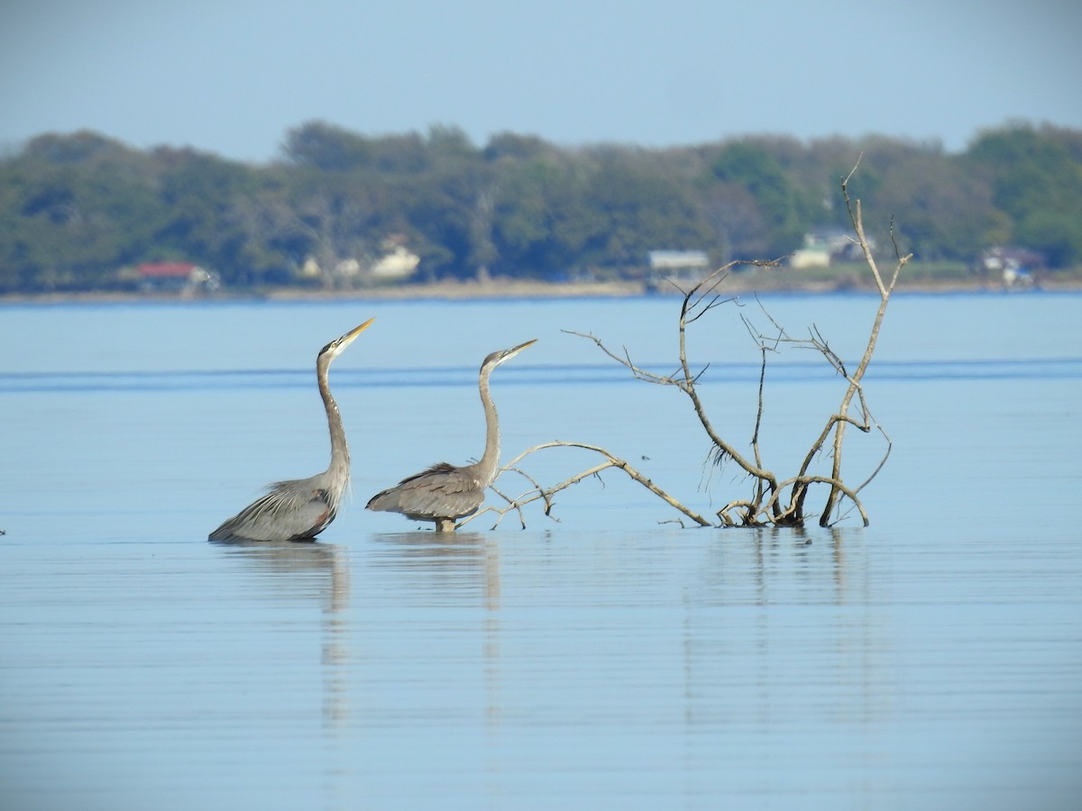 Great Blue Heron (Great Blue) - ML610215383