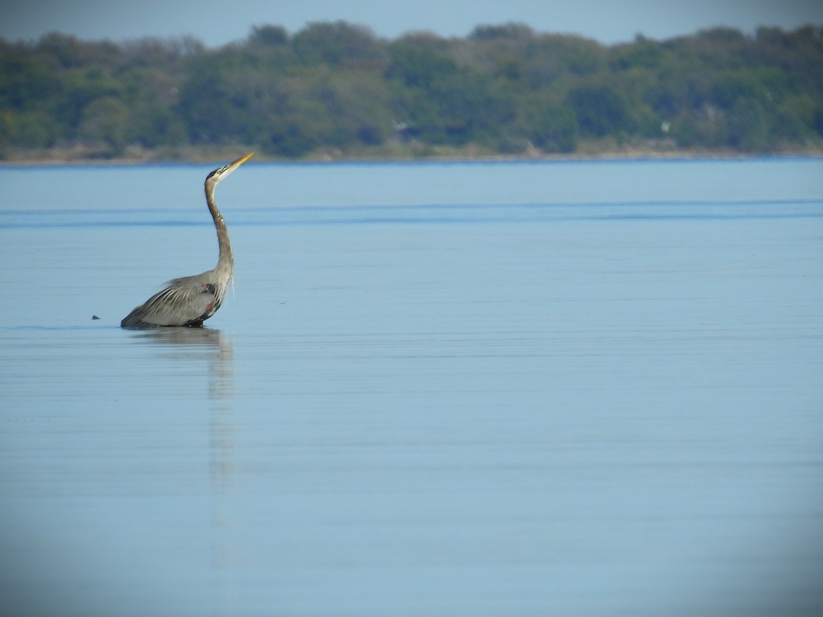 Great Blue Heron (Great Blue) - ML610215389