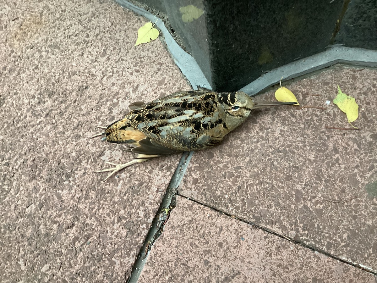 American Woodcock - ML610215398