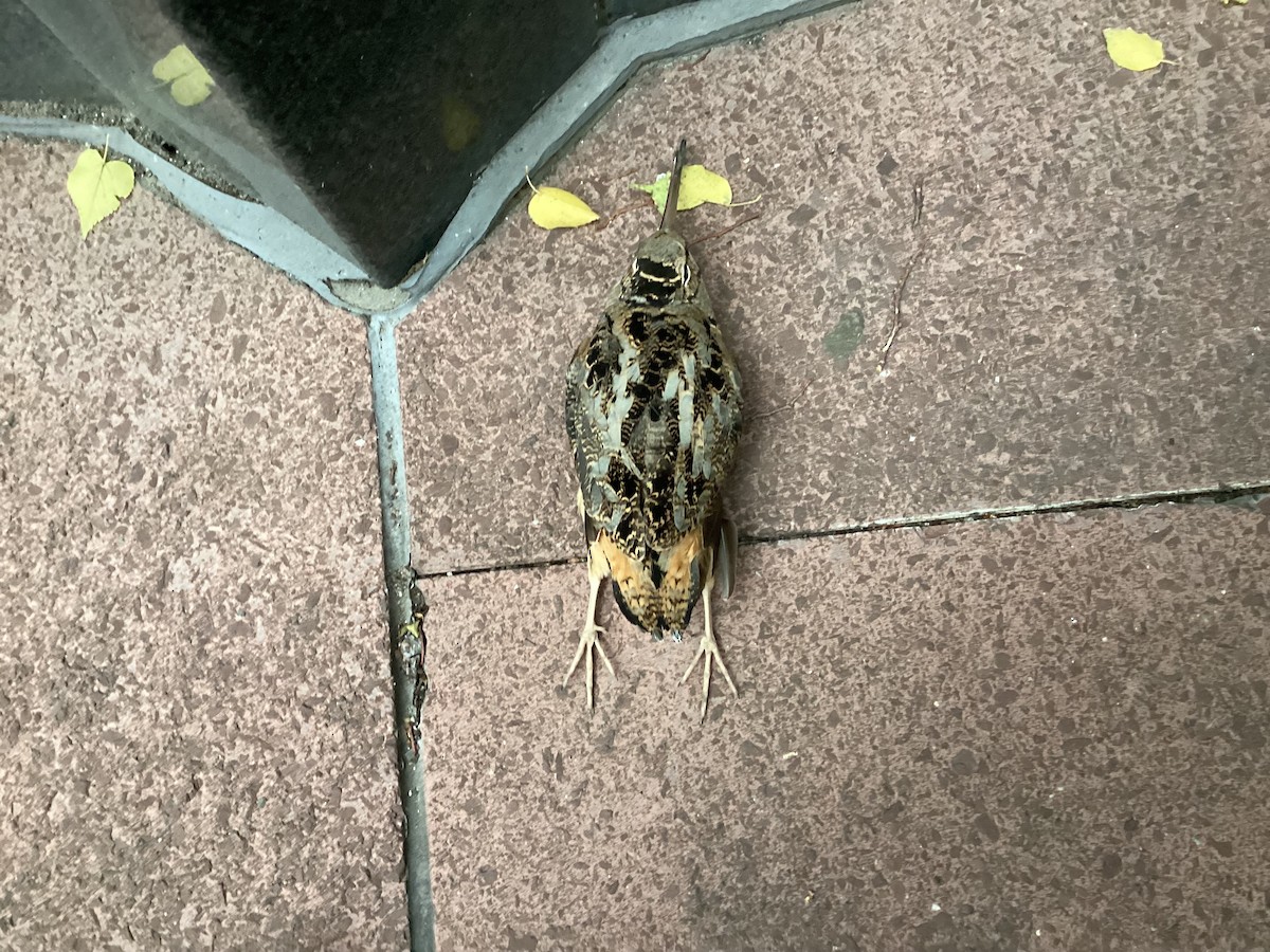 American Woodcock - ML610215399