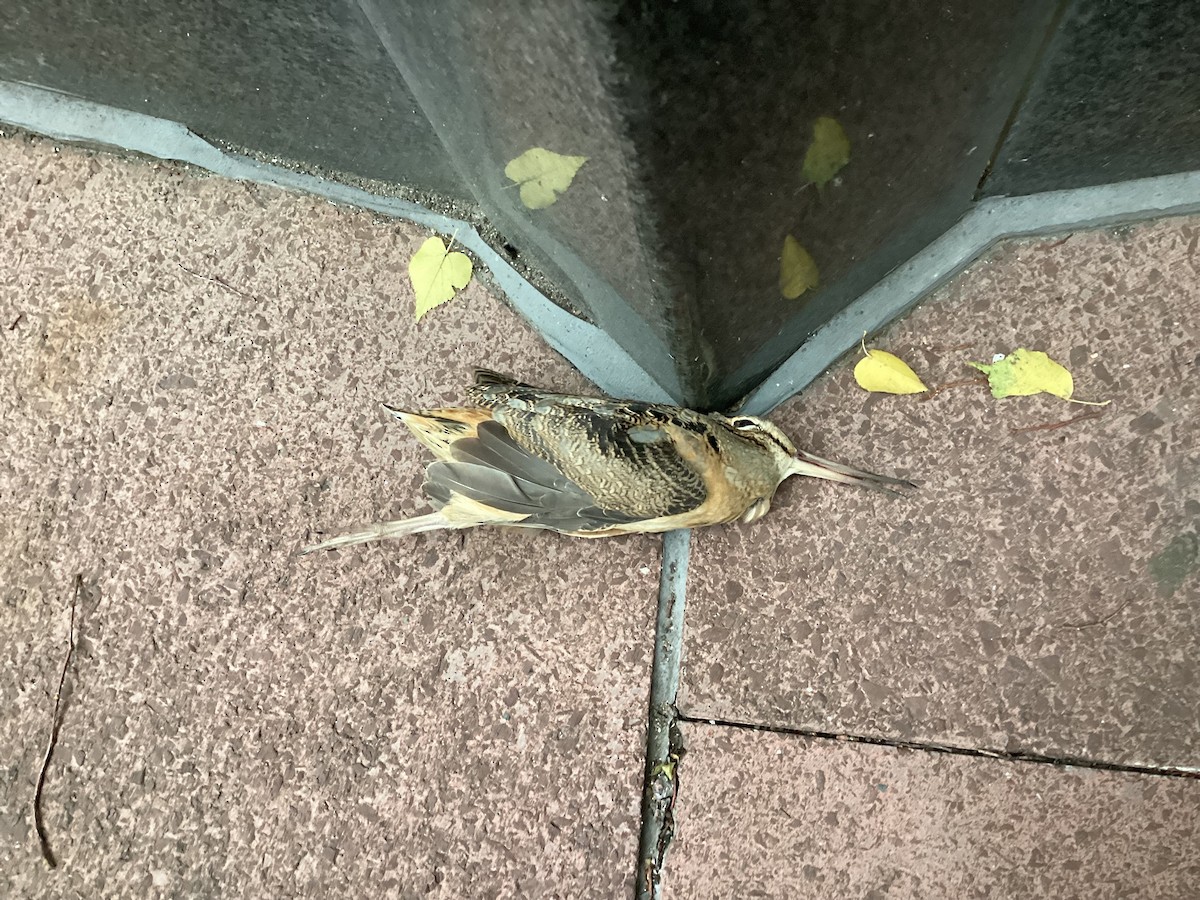 American Woodcock - ML610215400