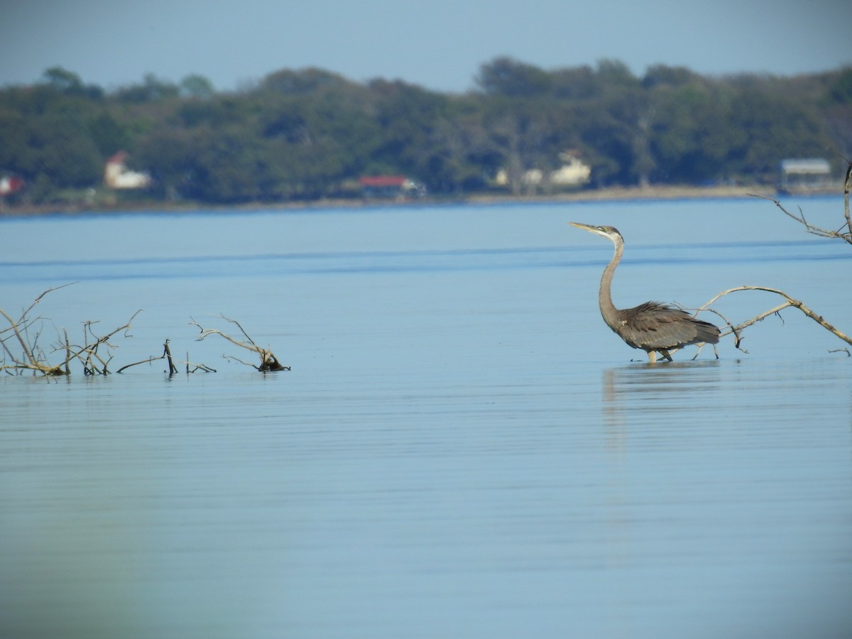 Great Blue Heron (Great Blue) - ML610215405