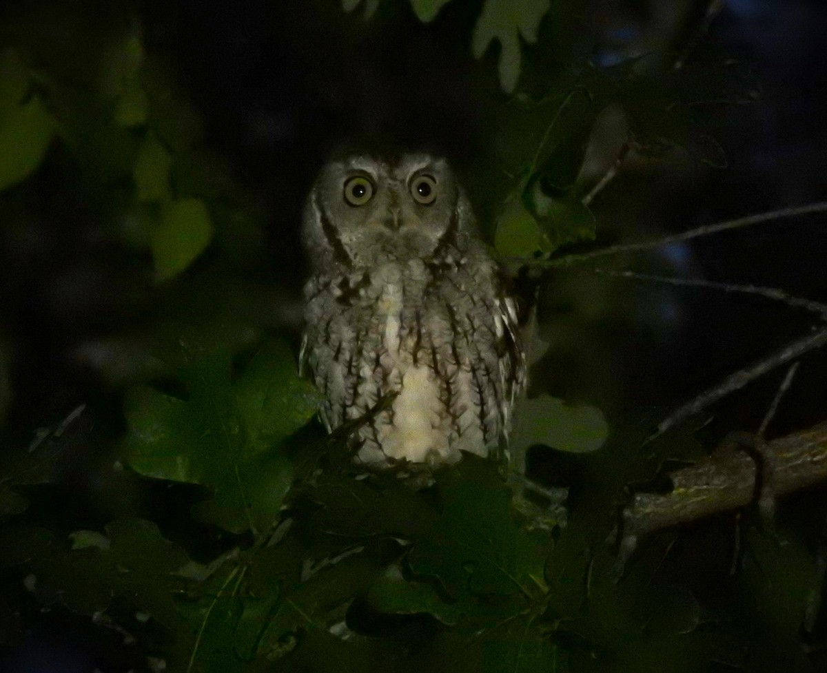 Eastern Screech-Owl - ML610215424