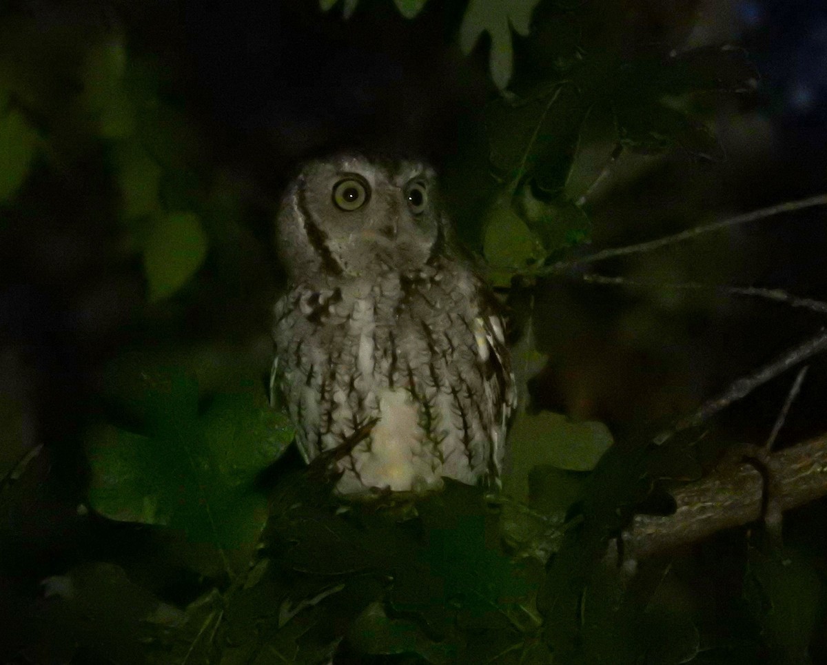 Eastern Screech-Owl - ML610215429