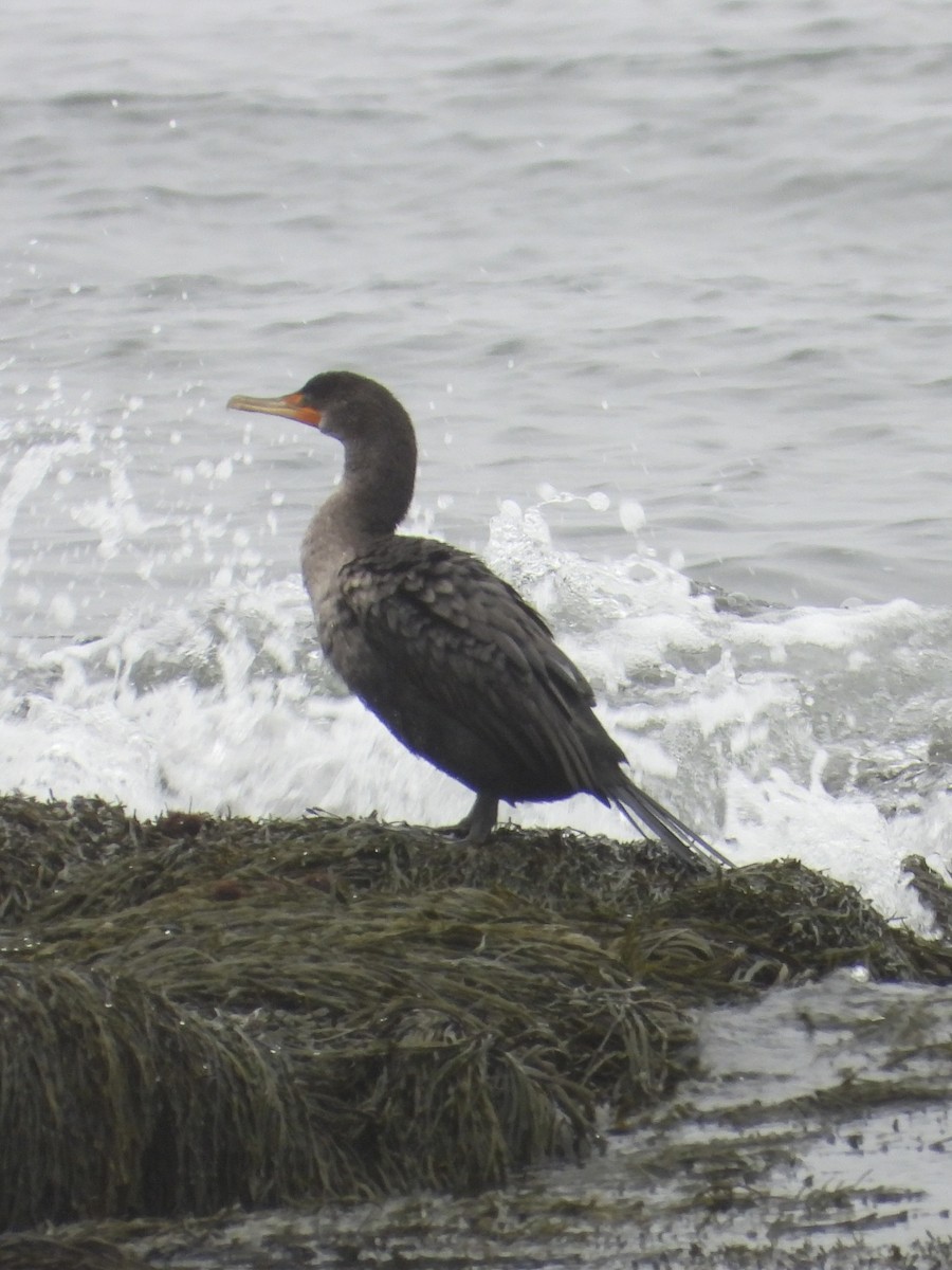 Double-crested Cormorant - William Woody