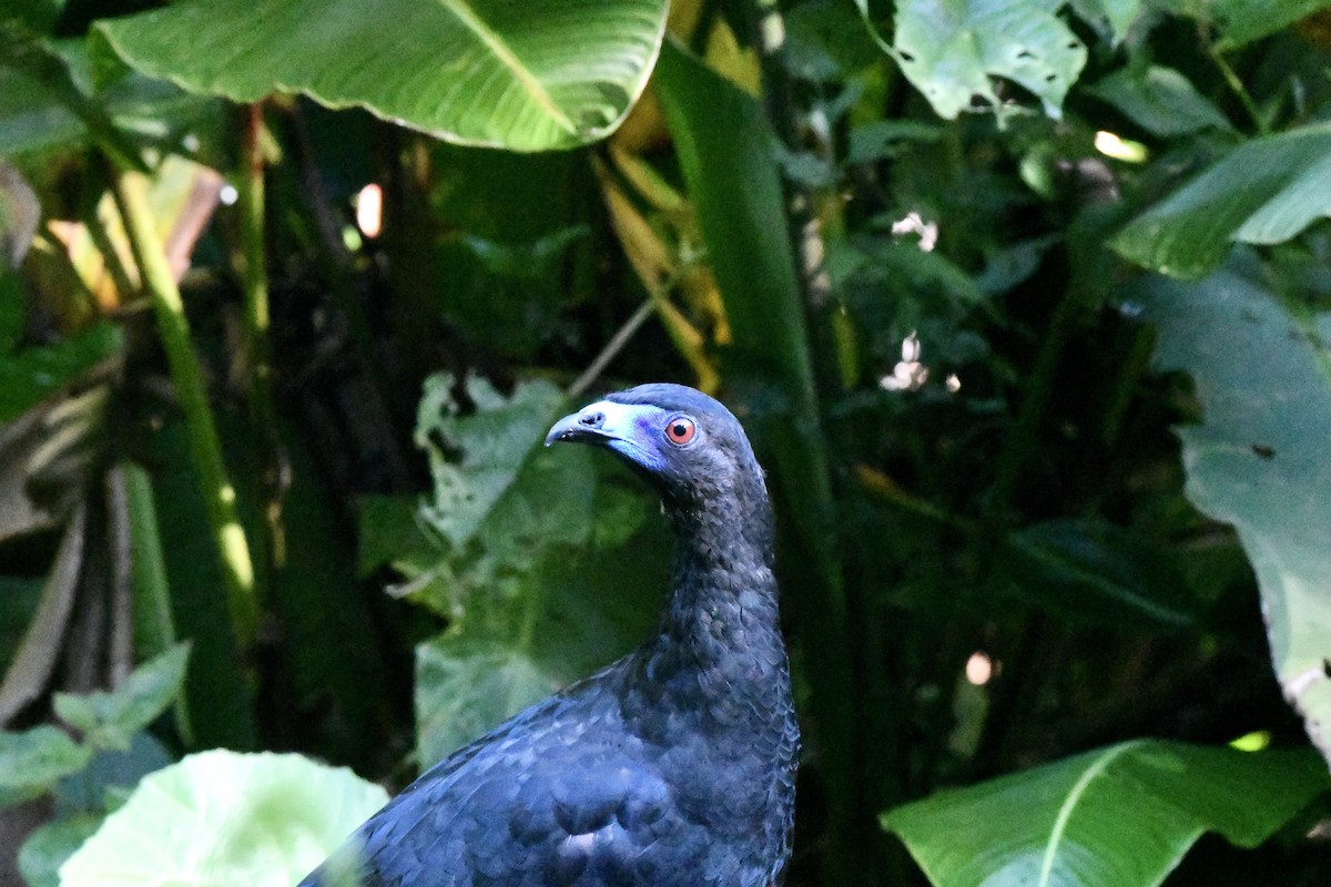 Black Guan - Sherri & Camera Guy