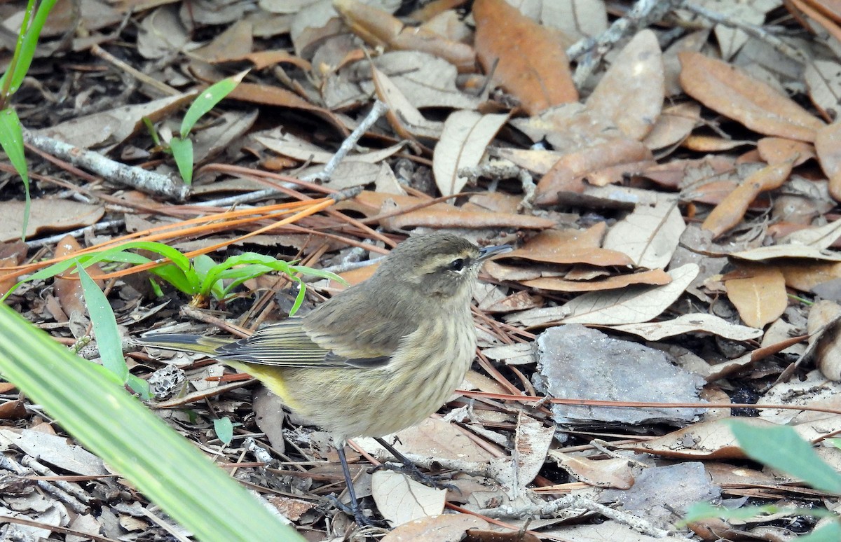 Reinita Palmera (palmarum) - ML610215459