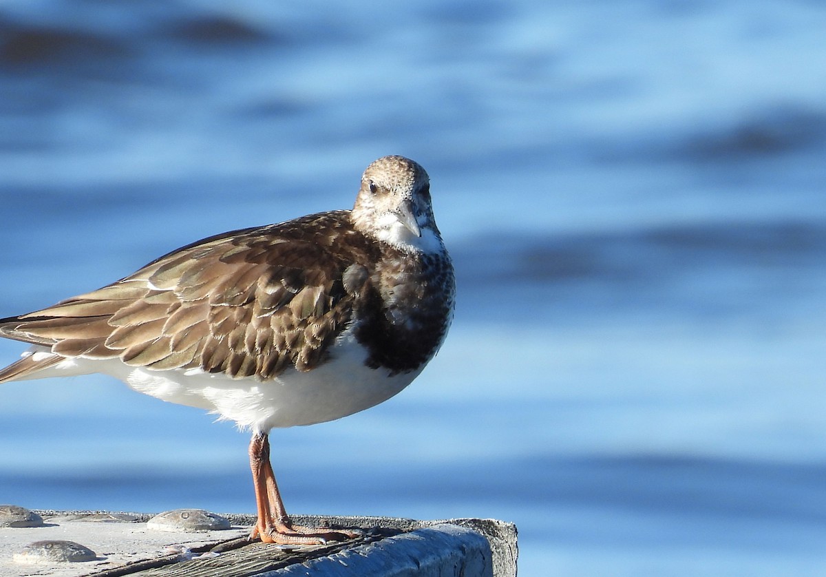 Ruddy Turnstone - ML610215487