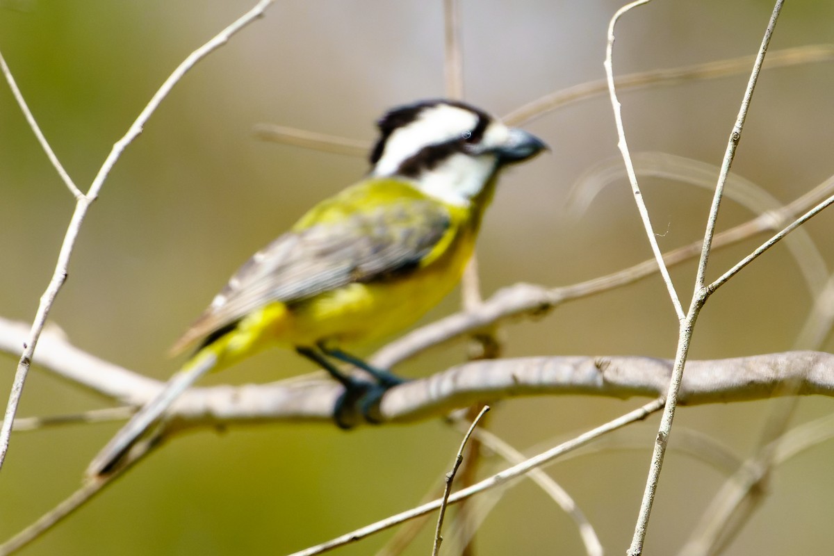 Eastern Shrike-tit - ML610215593