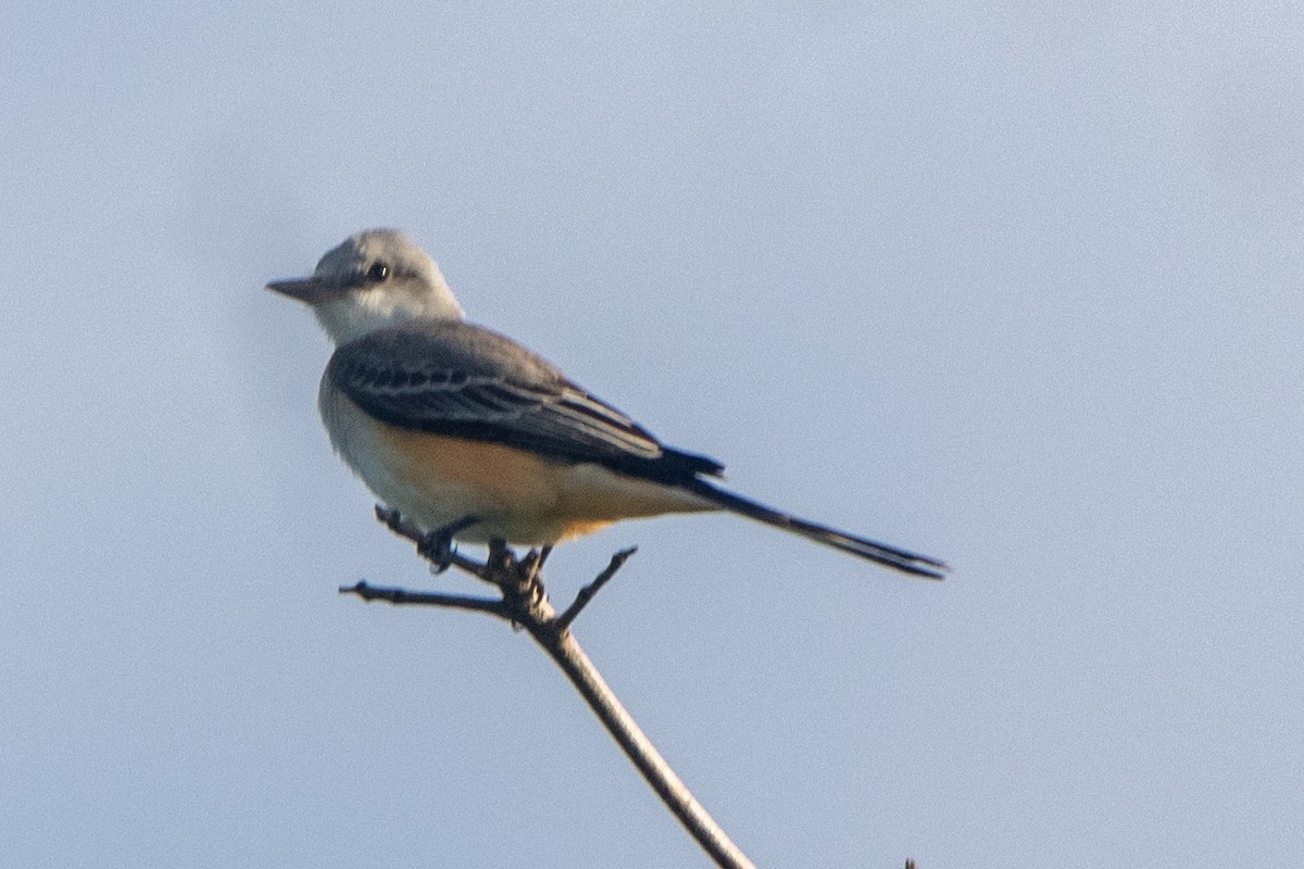 Scissor-tailed Flycatcher - ML610215608