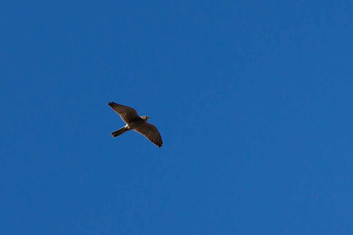 Eurasian Kestrel - ML610215617