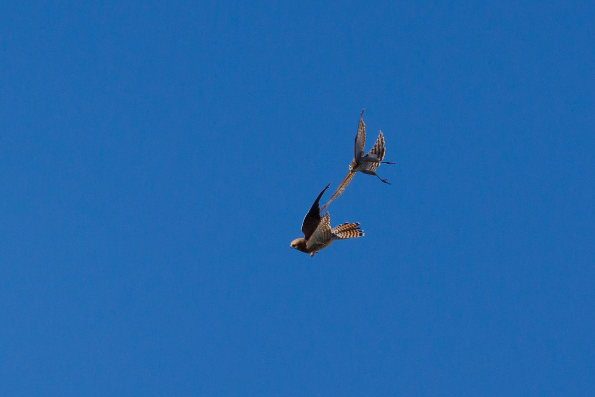 Eurasian Kestrel - ML610215620