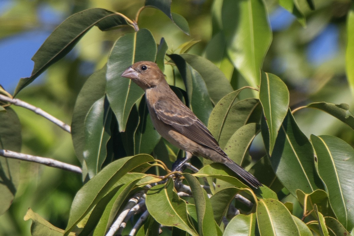 Blue Grosbeak - ML610215632