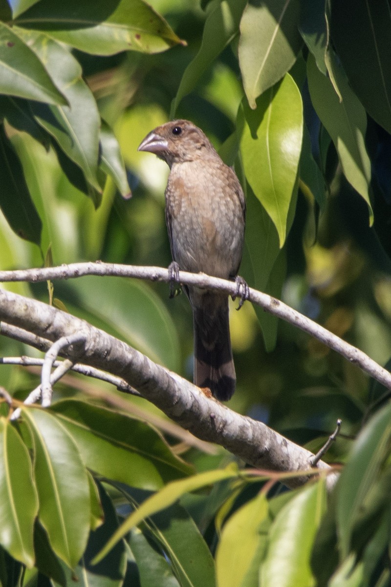 Blue Grosbeak - ML610215633