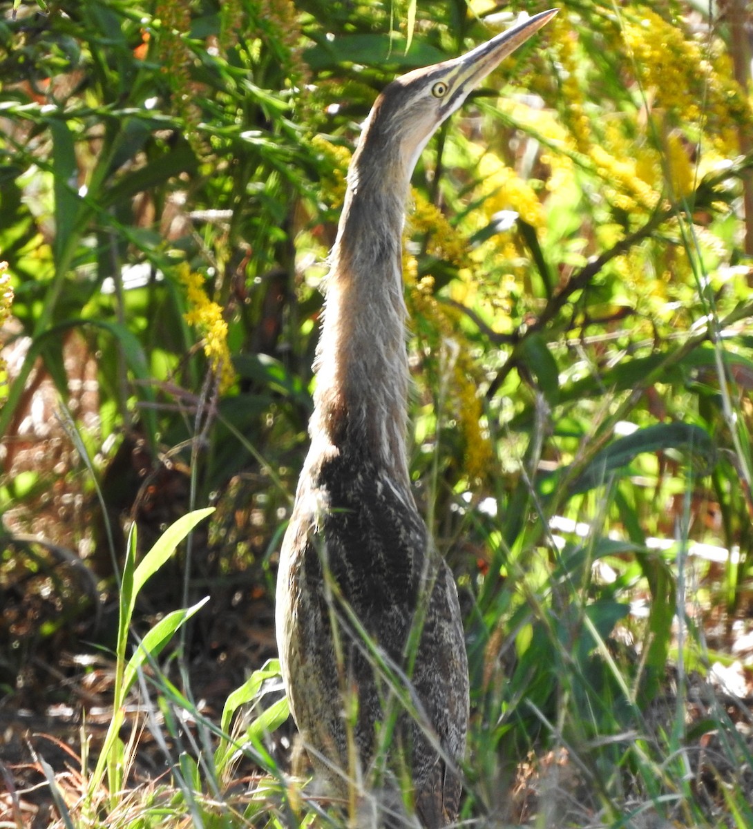 American Bittern - ML610215855