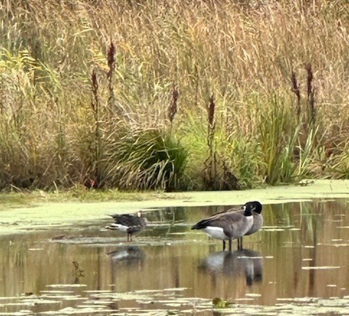 Greater White-fronted Goose - Claudia J Egelhoff