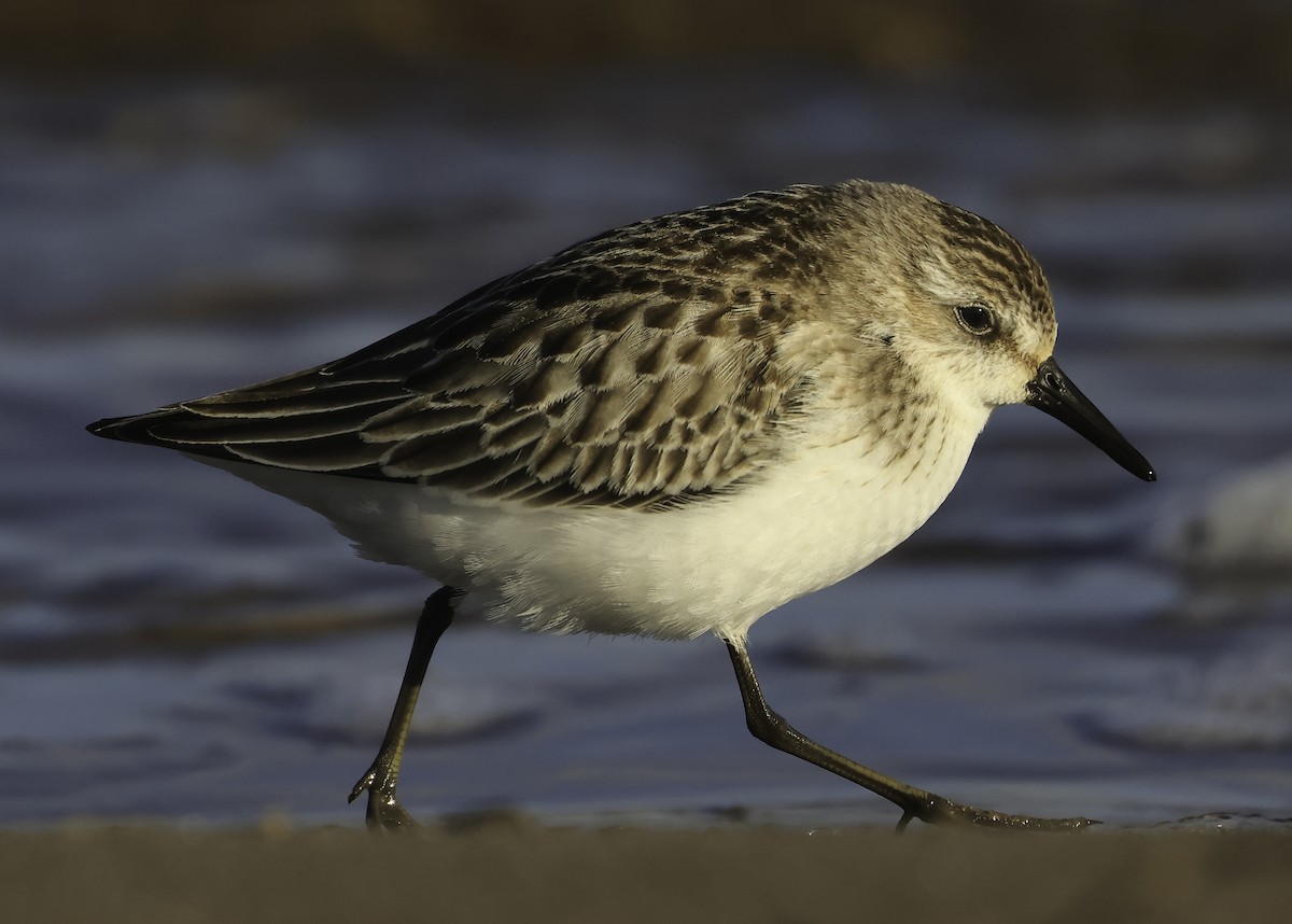 Semipalmated Sandpiper - ML610215950