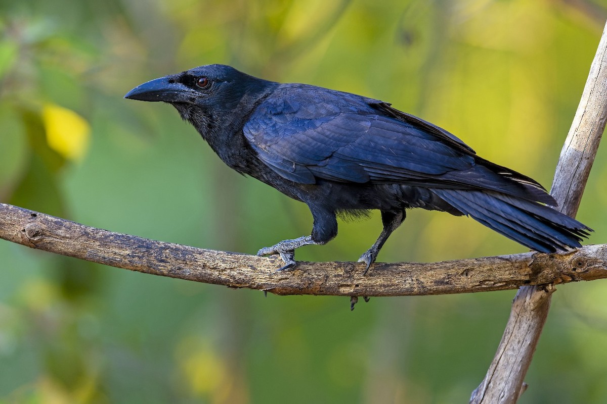 Cuban Crow - ML610215988