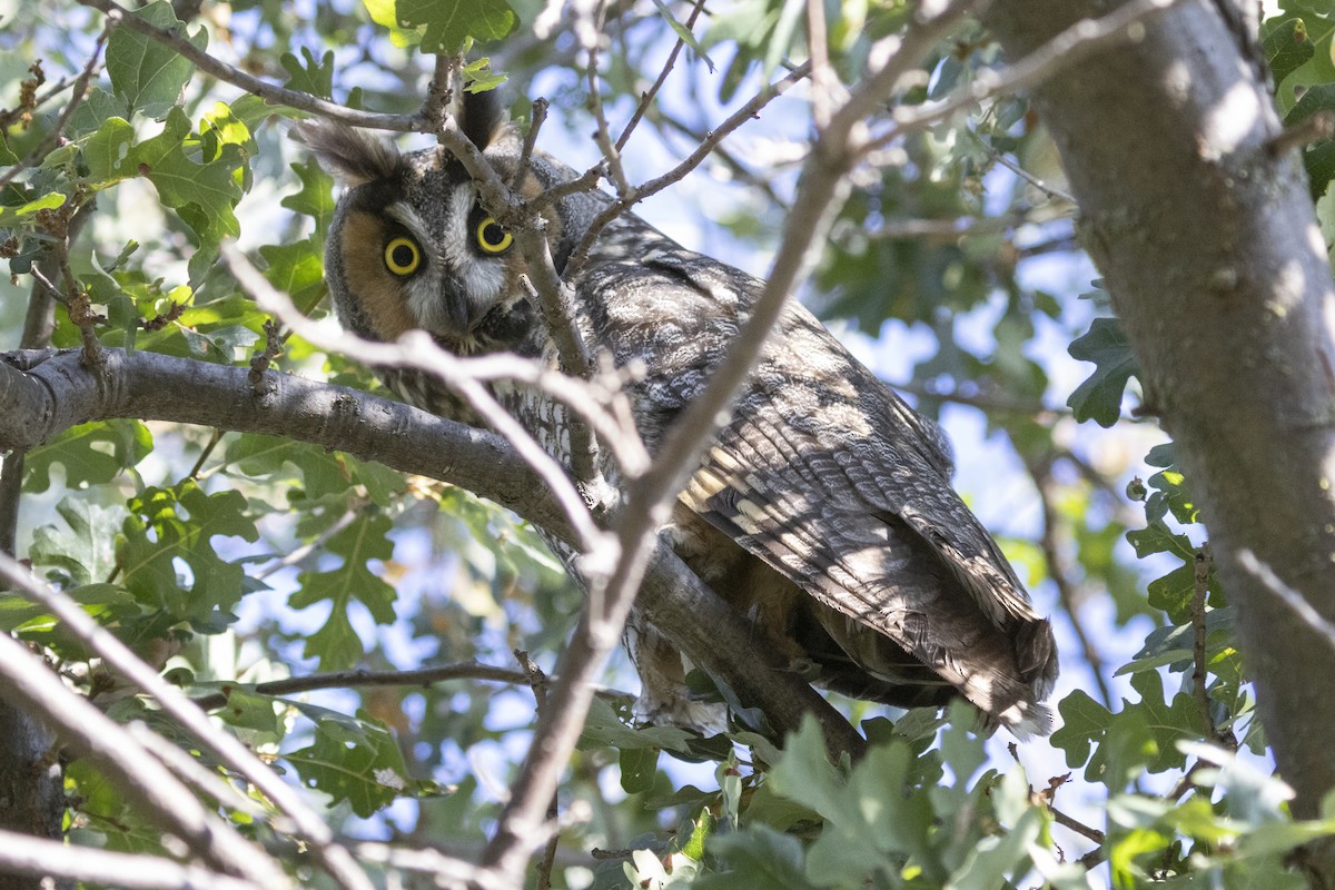 Long-eared Owl - ML610216020