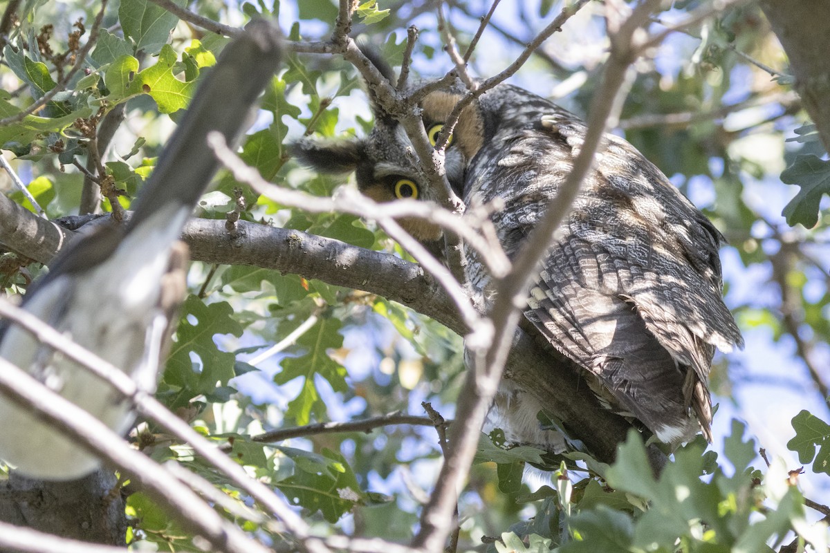 Long-eared Owl - ML610216021