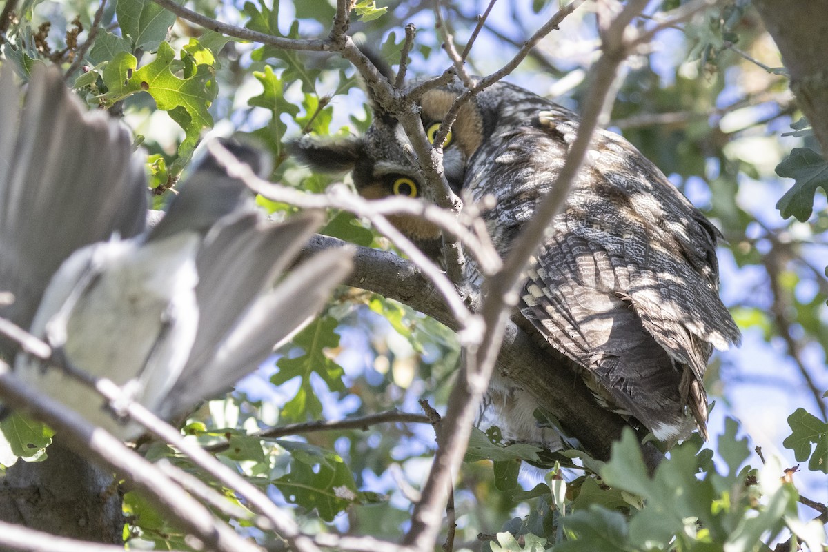 Long-eared Owl - ML610216022